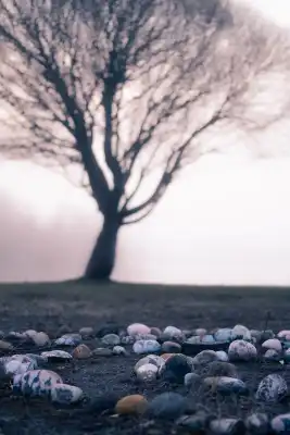 A picture of a circle of stones and a tree in the misty background.