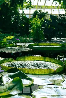 Giant lily pads in the botanical garden.